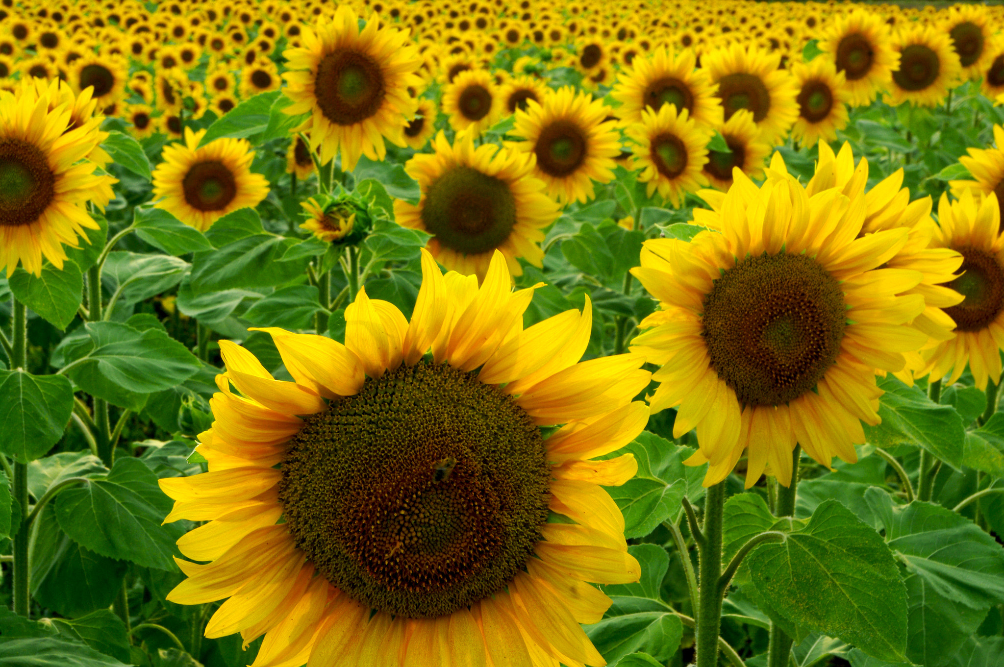 Common Sunflowers