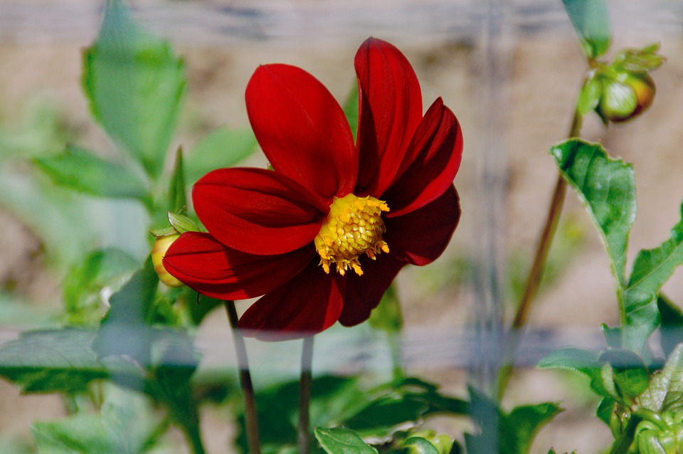 A beautiful red Mexican Sunflower