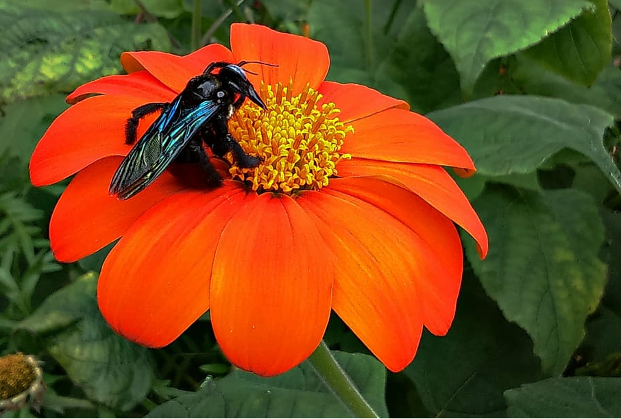 Bumble Bee on a Mexican Sunflower Plant