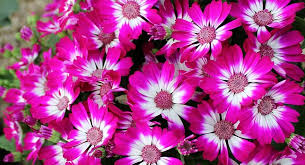 Pink Cineraria plant