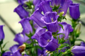 Purple Canterbury Bells Plant