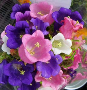 Multicolor Canterbury Bells Flowers