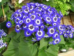 Blue Cineraria plant