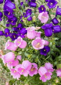 Purple and pink Canterbury bells flowers