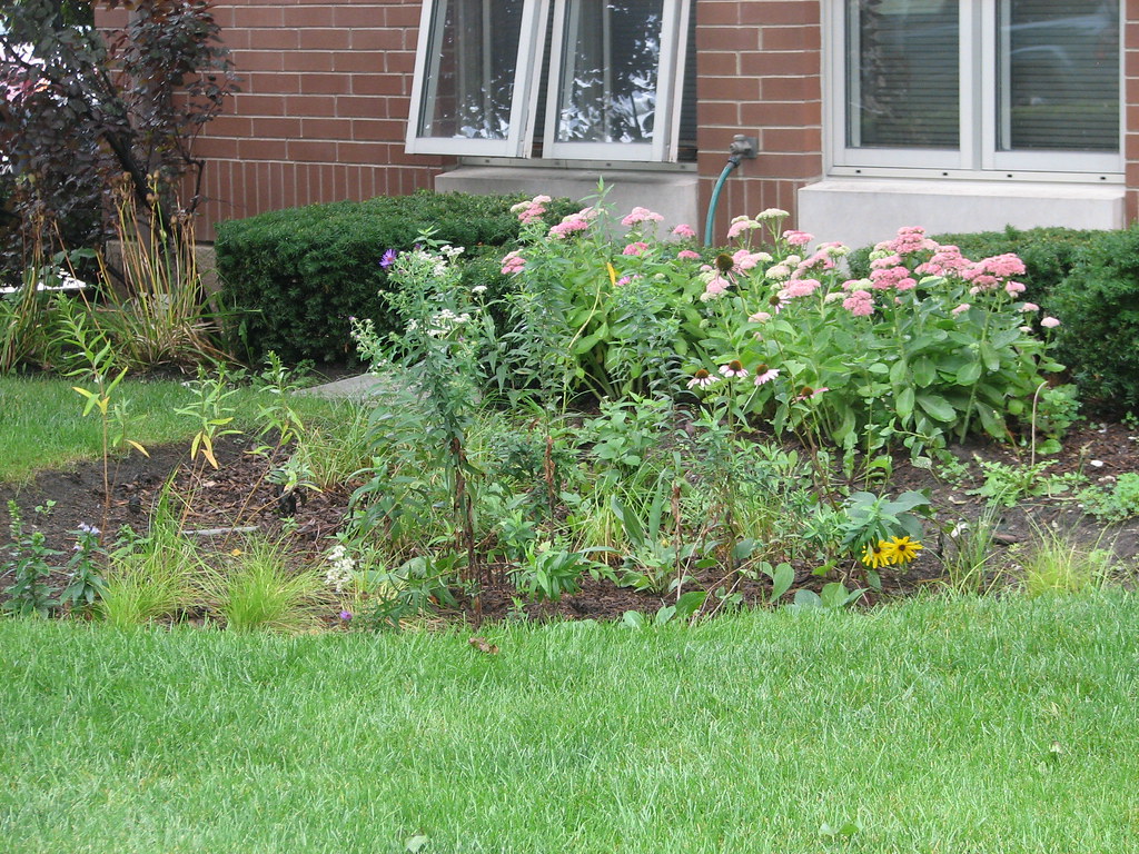 steps to build a rain garden