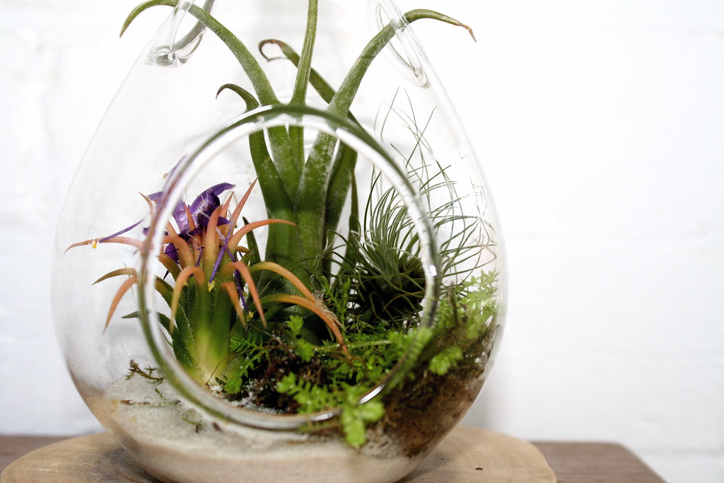 different types of air plants