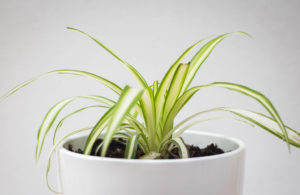 spider plant for feng shui 