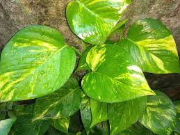 money plant is used in feng shui