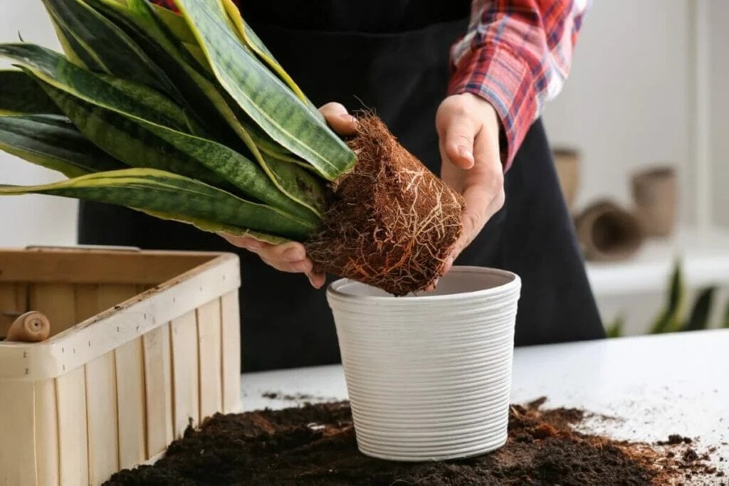 Choose the best soil for a snake plant to grow it healthier