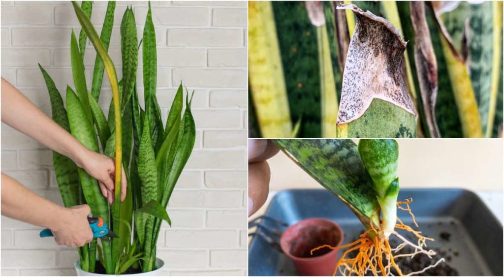How To Propagate Snake Plant