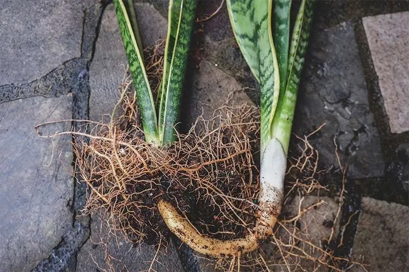 Snake plant Rhizome Propagation