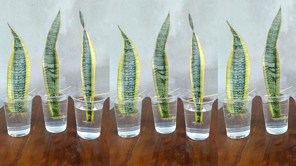 Snake Plant Propagation by cutting leaves in water