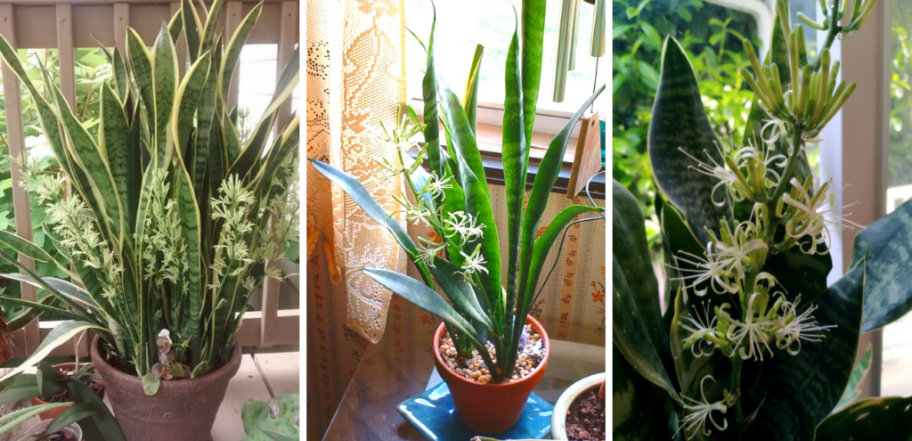 blooming snake plant flowers