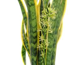 snake plant blooming flower