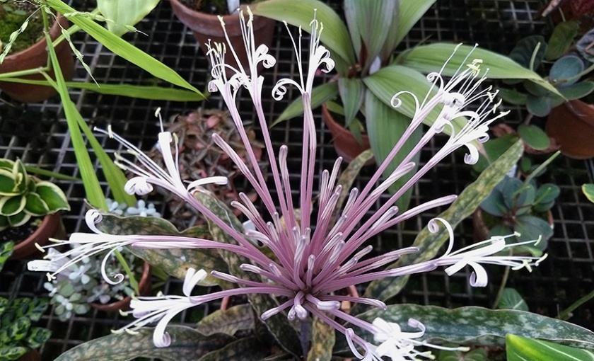 snake plant flower
Dracaena Trifasciata flower