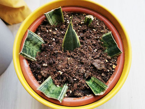 snake plant soil helps to grow it faster