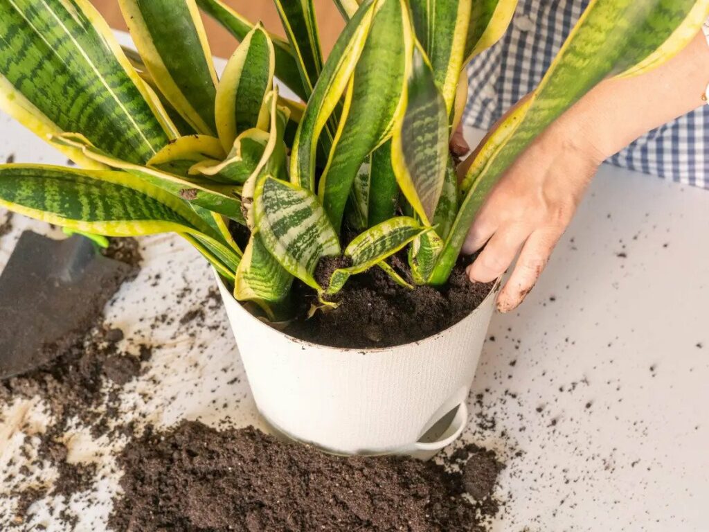 snake plant soil propagation