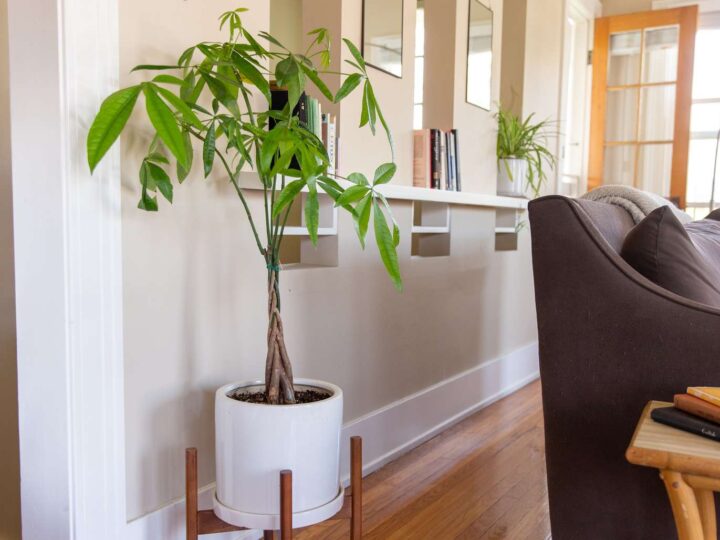 What is a Money Tree Plant?