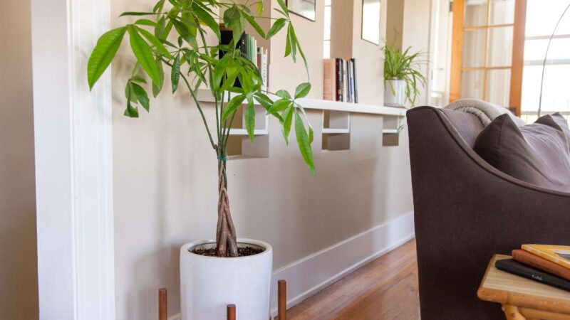 What is a Money Tree Plant?