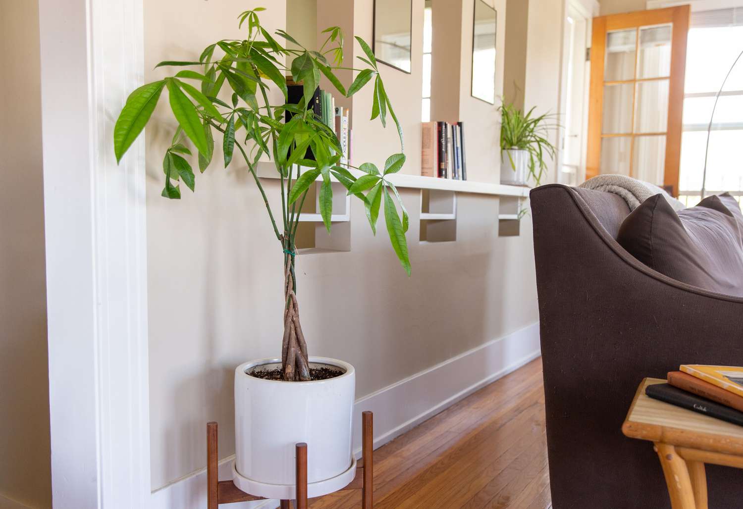 What is a Money Tree Plant?