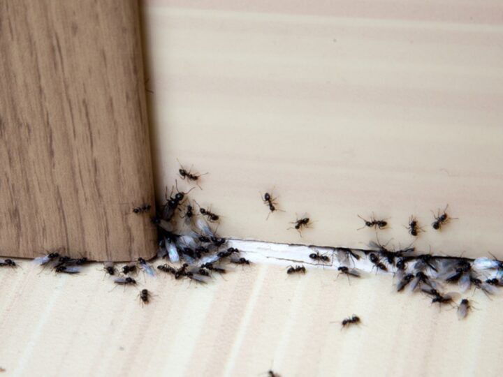 How to Get Rid of Ants in Bathroom?