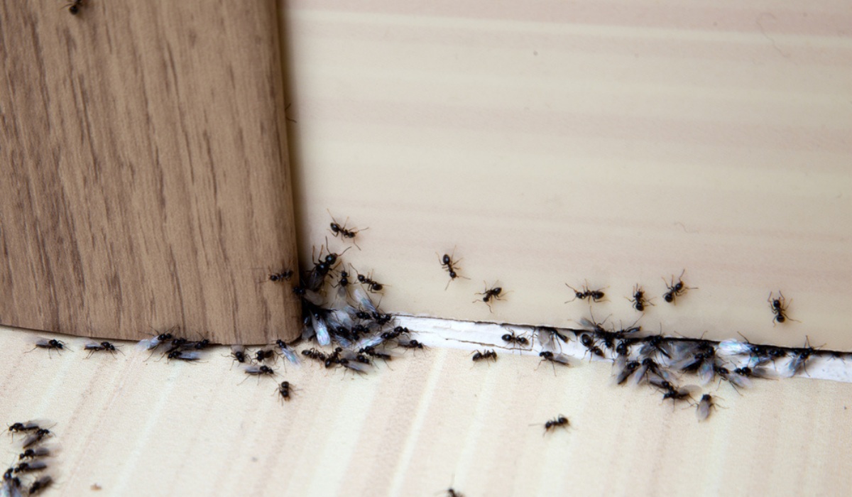 How to Get Rid of Ants in Bathroom?