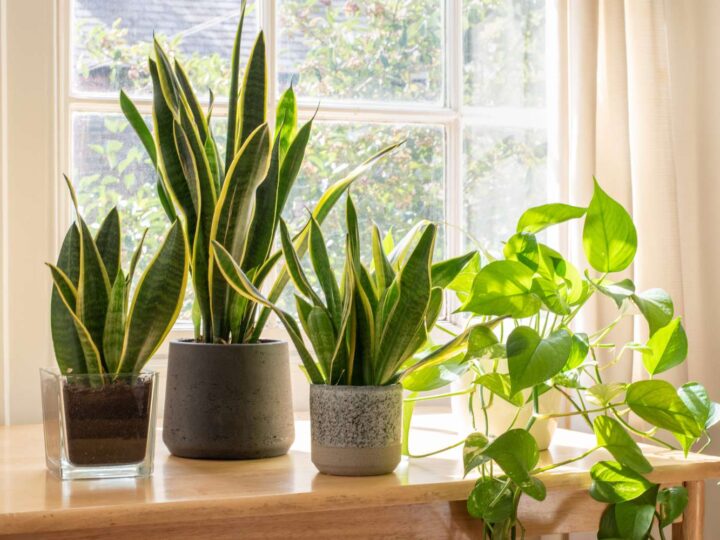 35 Types of Snake Plant Varieties to Grow Indoors | Best Sansevierias