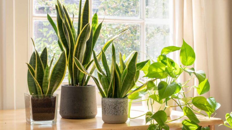 35 Types of Snake Plant Varieties to Grow Indoors | Best Sansevierias