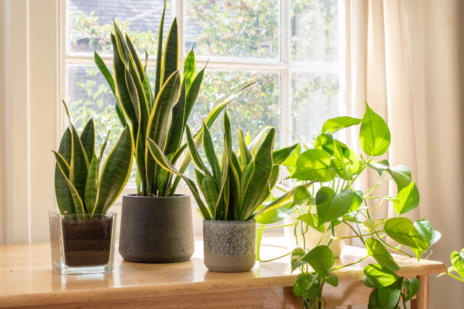 35 Types of Snake Plant Varieties to Grow Indoors | Best Sansevierias