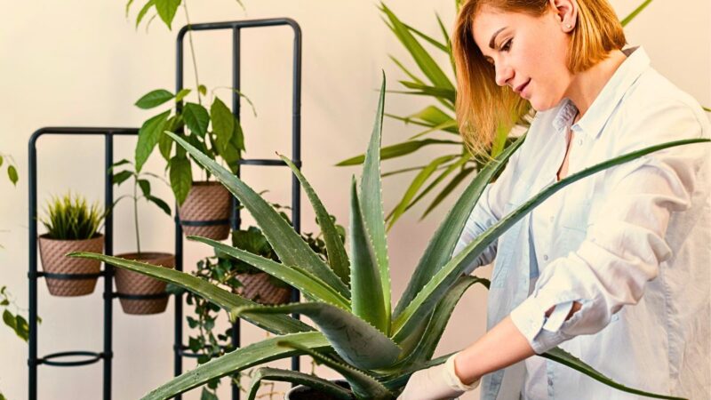 Houseplants That Boost Your Mental Well-being Based on Your Needs