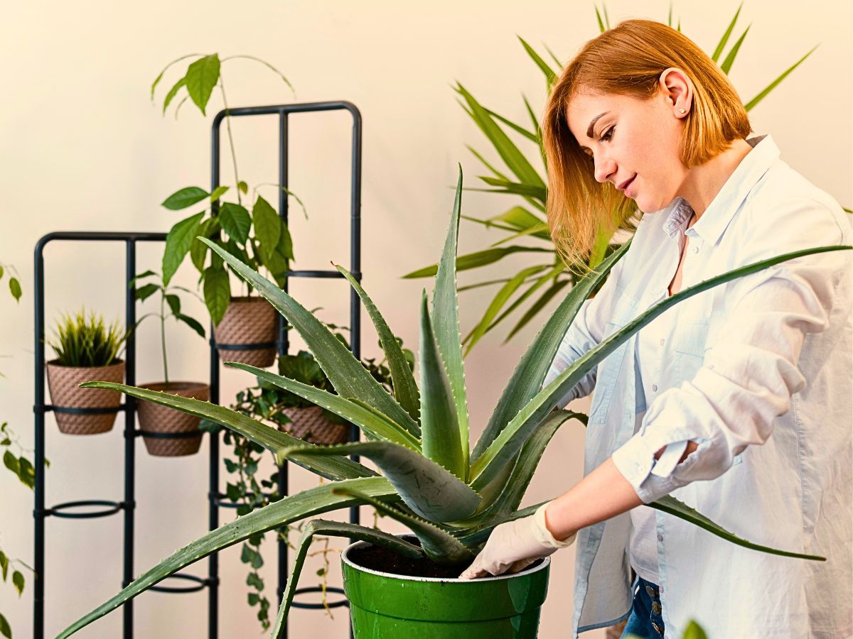 Houseplants That Boost Your Mental Well-being Based on Your Needs