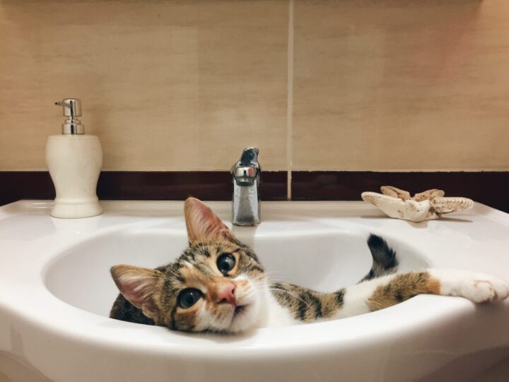 Why Your Cat Follows You to the Bathroom: The Mystery Explained