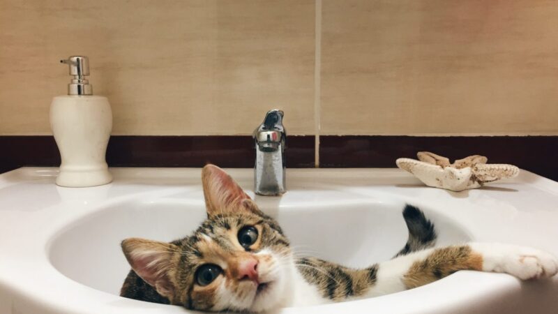 Why Your Cat Follows You to the Bathroom: The Mystery Explained