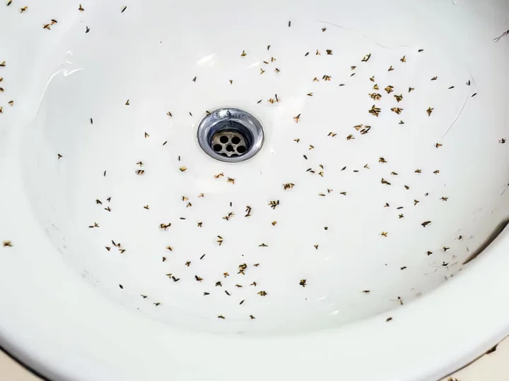 Why Are There Fruit Flies In My Bathroom?