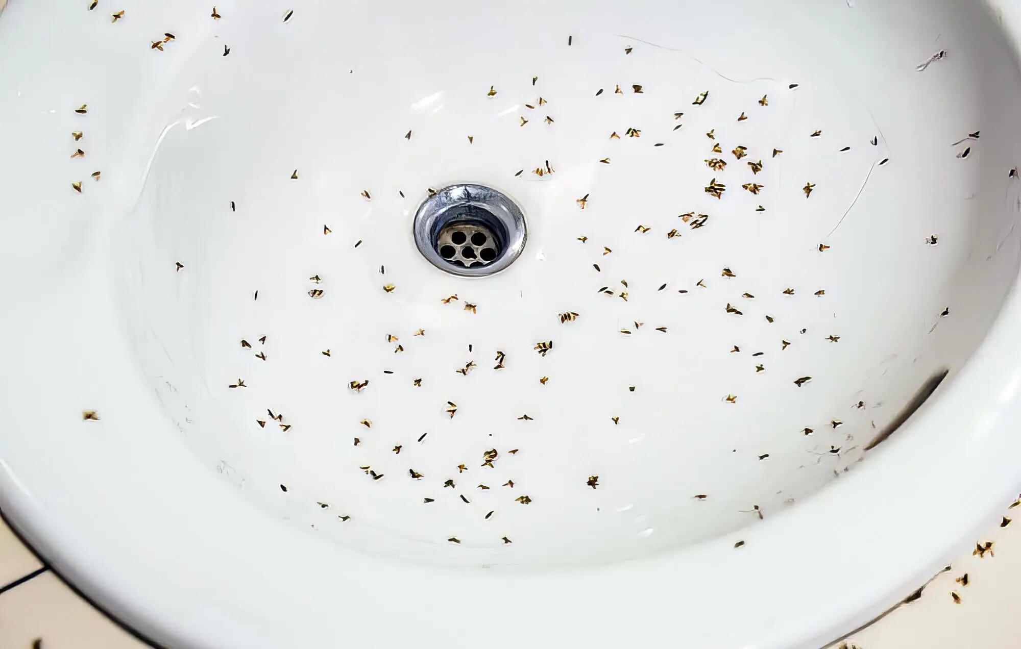 Why Are There Fruit Flies In My Bathroom?