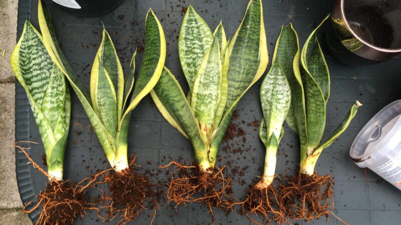 Step By Step Instructions to Save your Snake Plant from Root Rot