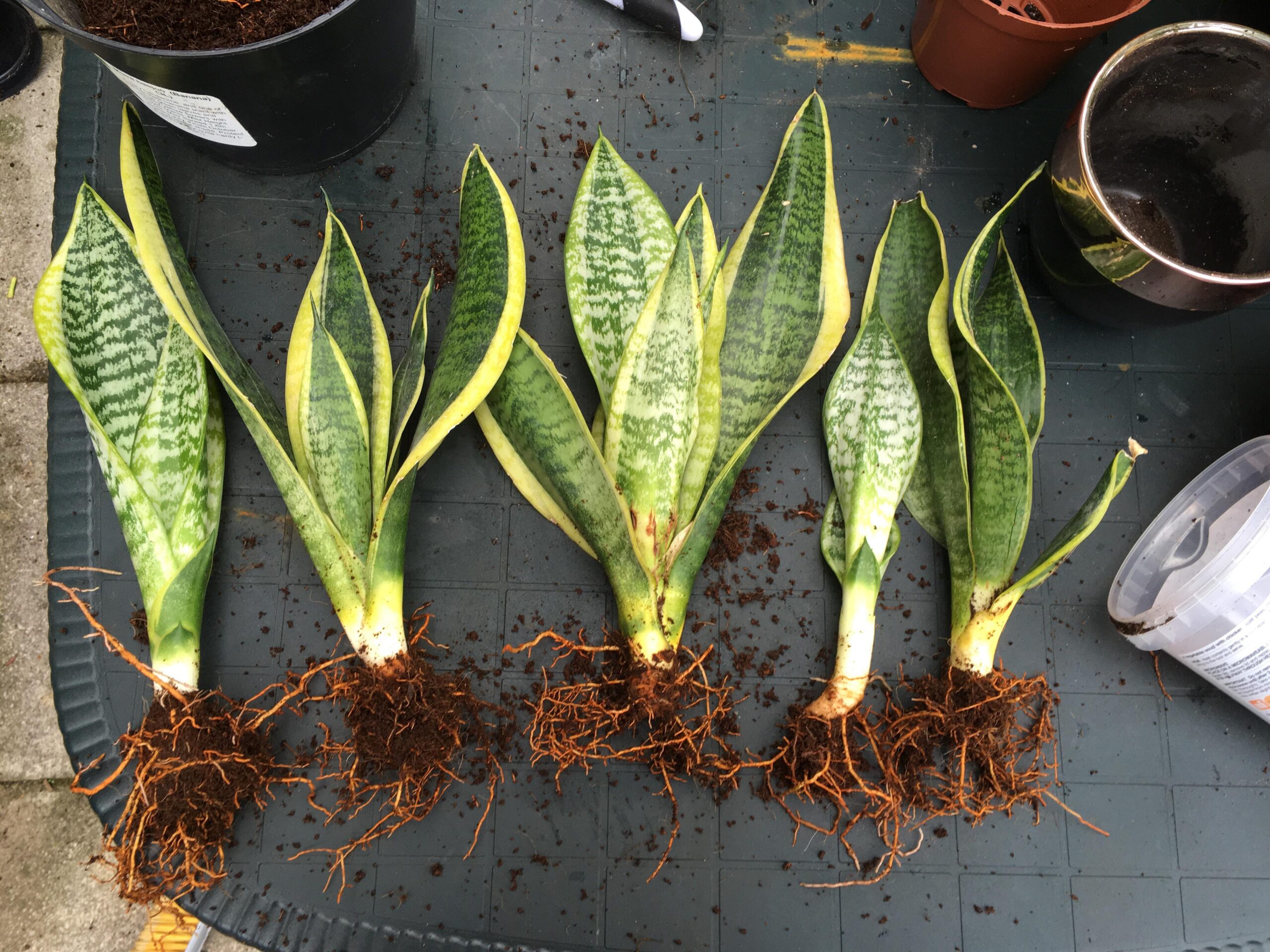 Step By Step Instructions to Save your Snake Plant from Root Rot