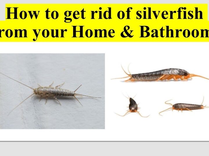 How To Get Rid of Silverfish In Bathroom?