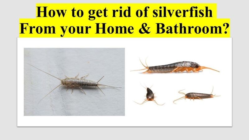 How To Get Rid of Silverfish In Bathroom?