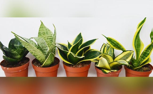 7 Benefits of Keeping Snake Plants In Your Home