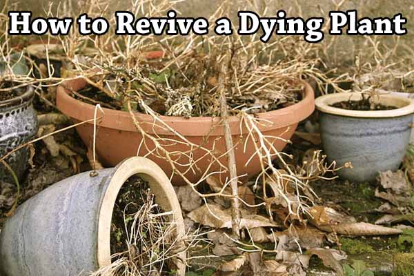 20 Hacks That Will Bring Your Dead (or Dying) Plant Back to Life