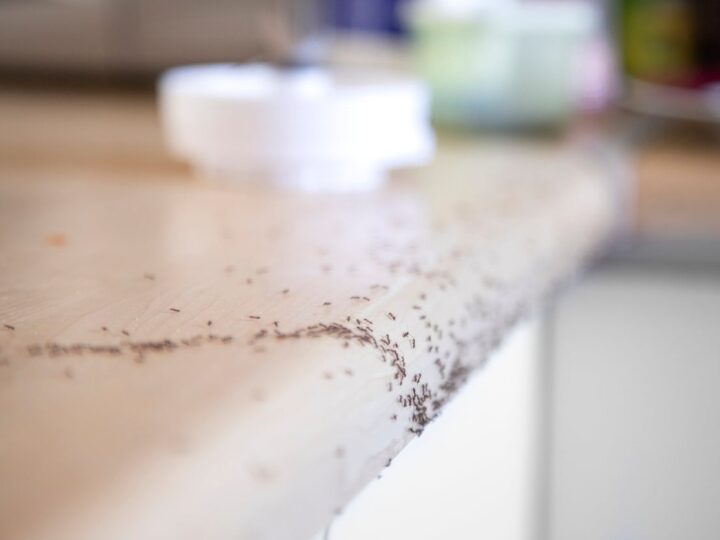 How To Get Rid Of Very Tiny Ants Around Kitchen Sink