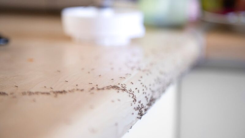 How To Get Rid Of Very Tiny Ants Around Kitchen Sink