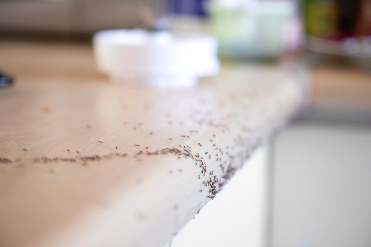 How To Get Rid Of Very Tiny Ants Around Kitchen Sink